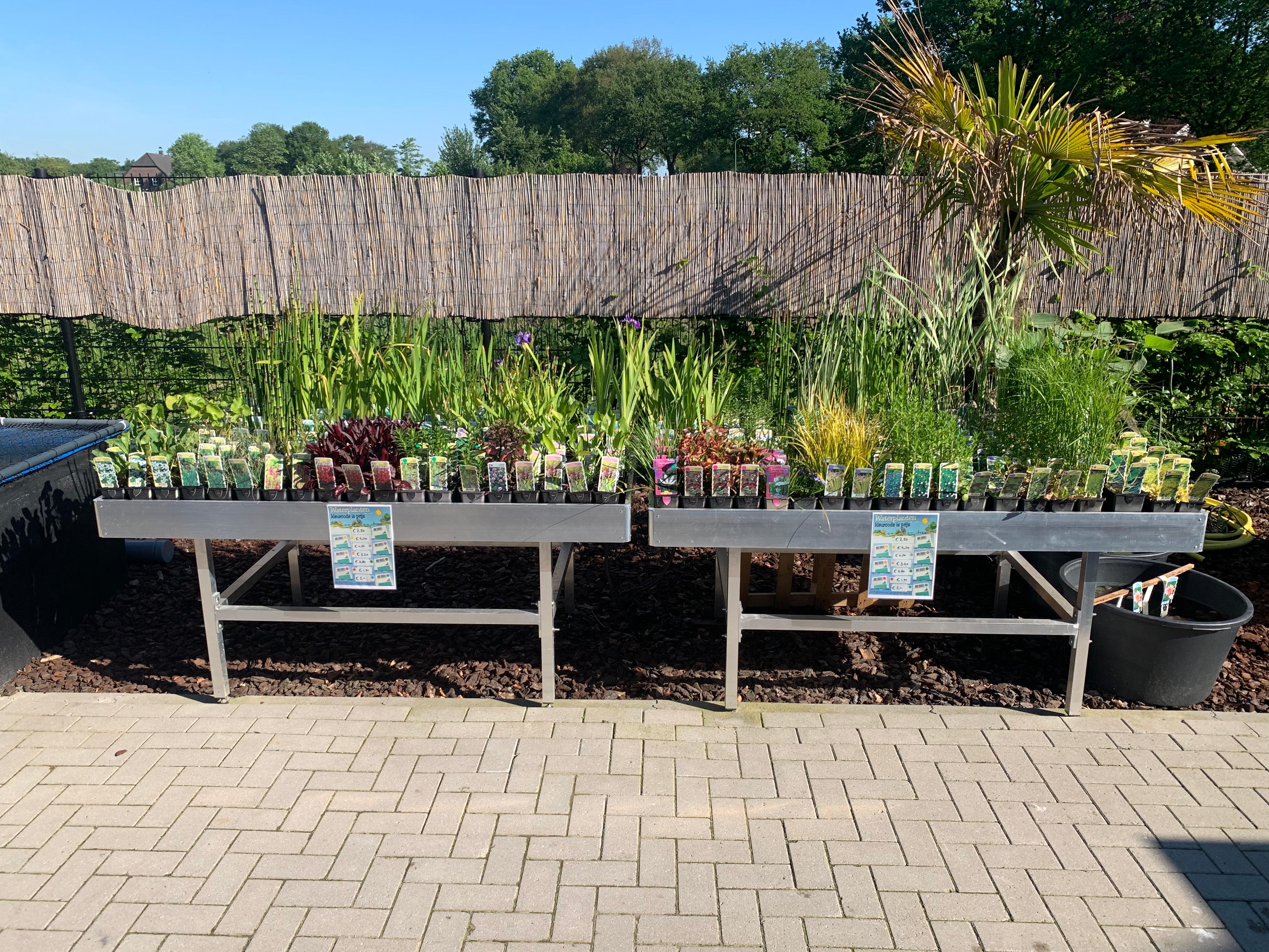 Vijverplanten assortiment