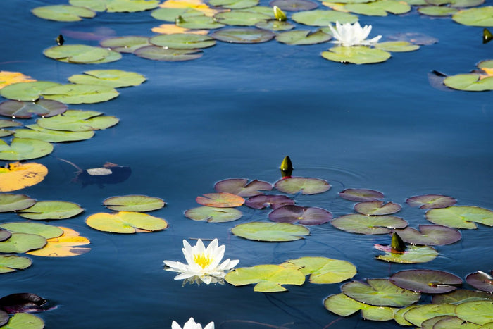 Planten