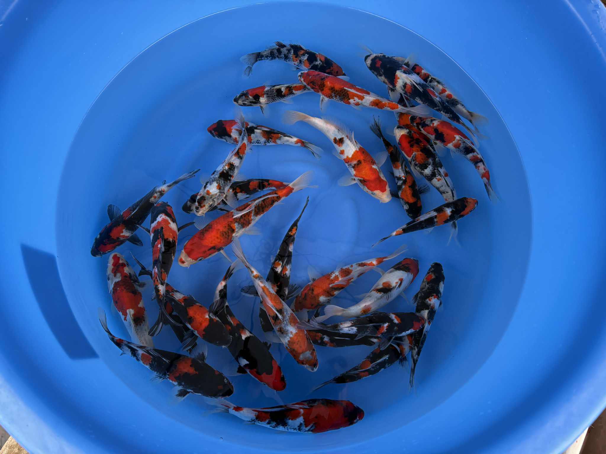 Tosai Showa van Sekiguchi